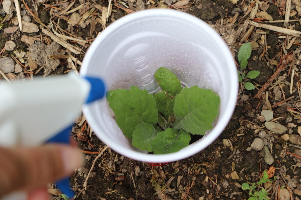 Protect surrounding plants from non-specific weed-killing spray by using a plastic cup with the bottom cut out as a barrier. 