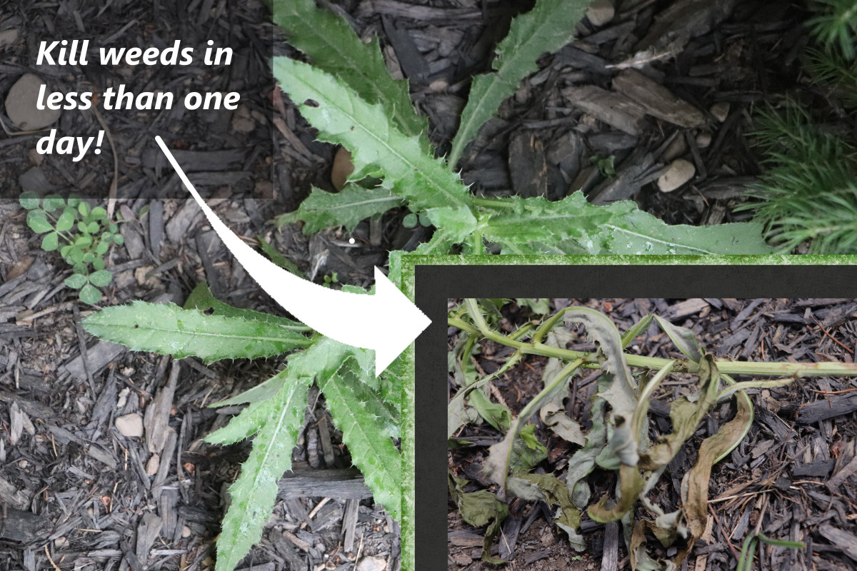 Within hours, the homemade spray destroys the foliage on weeds.