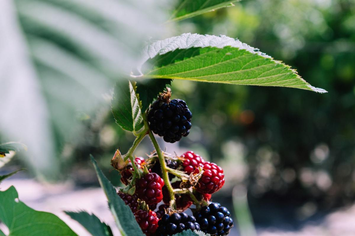 7 Ways to Prune Blackberries for a Healthy Plant and Bountiful Harvest