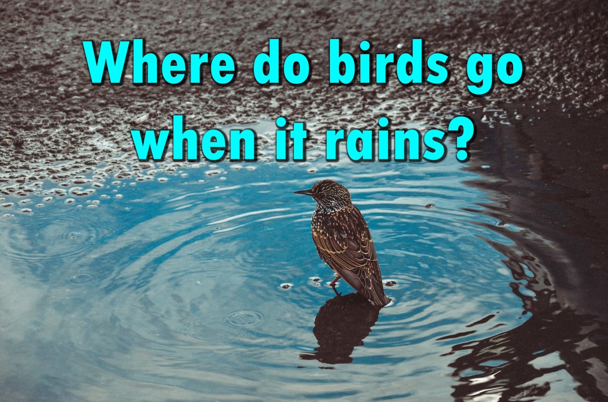 where-do-birds-go-when-it-rains