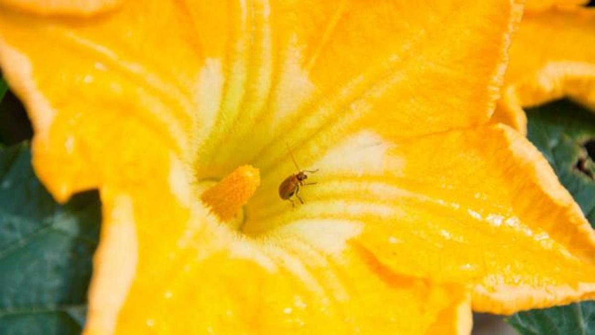 Aphid on a pumpkin flower
