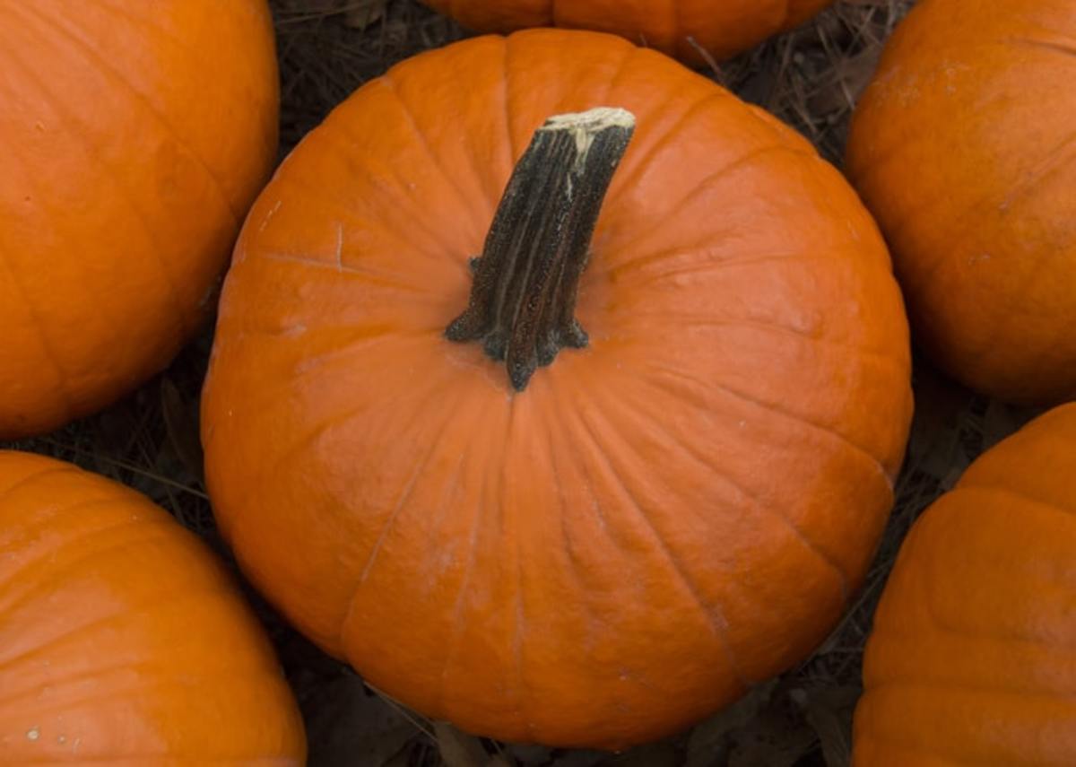 Growing Pumpkins in Your Ohio Garden - HubPages