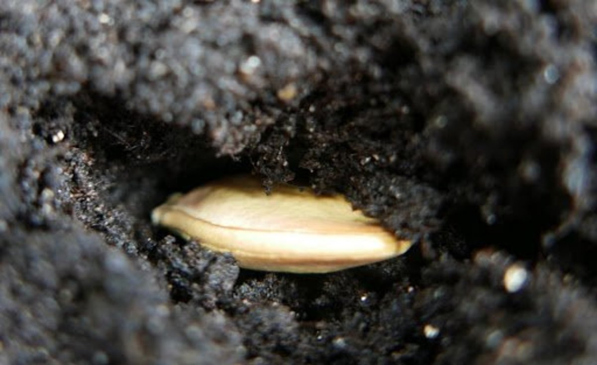 Plant pumpkin seeds in late May or early June for an early fall harvest