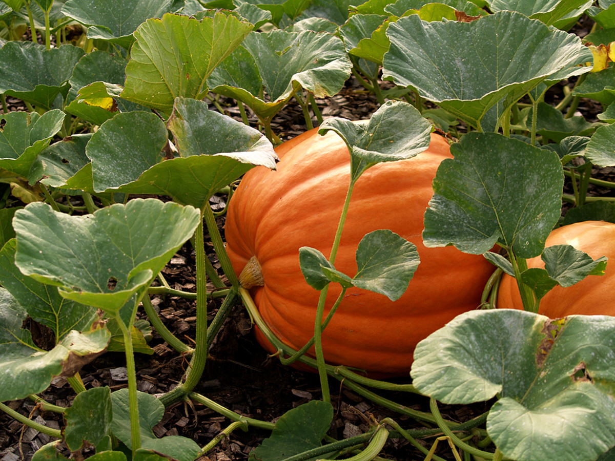 Growing Pumpkins in Your Ohio Garden Dengarden