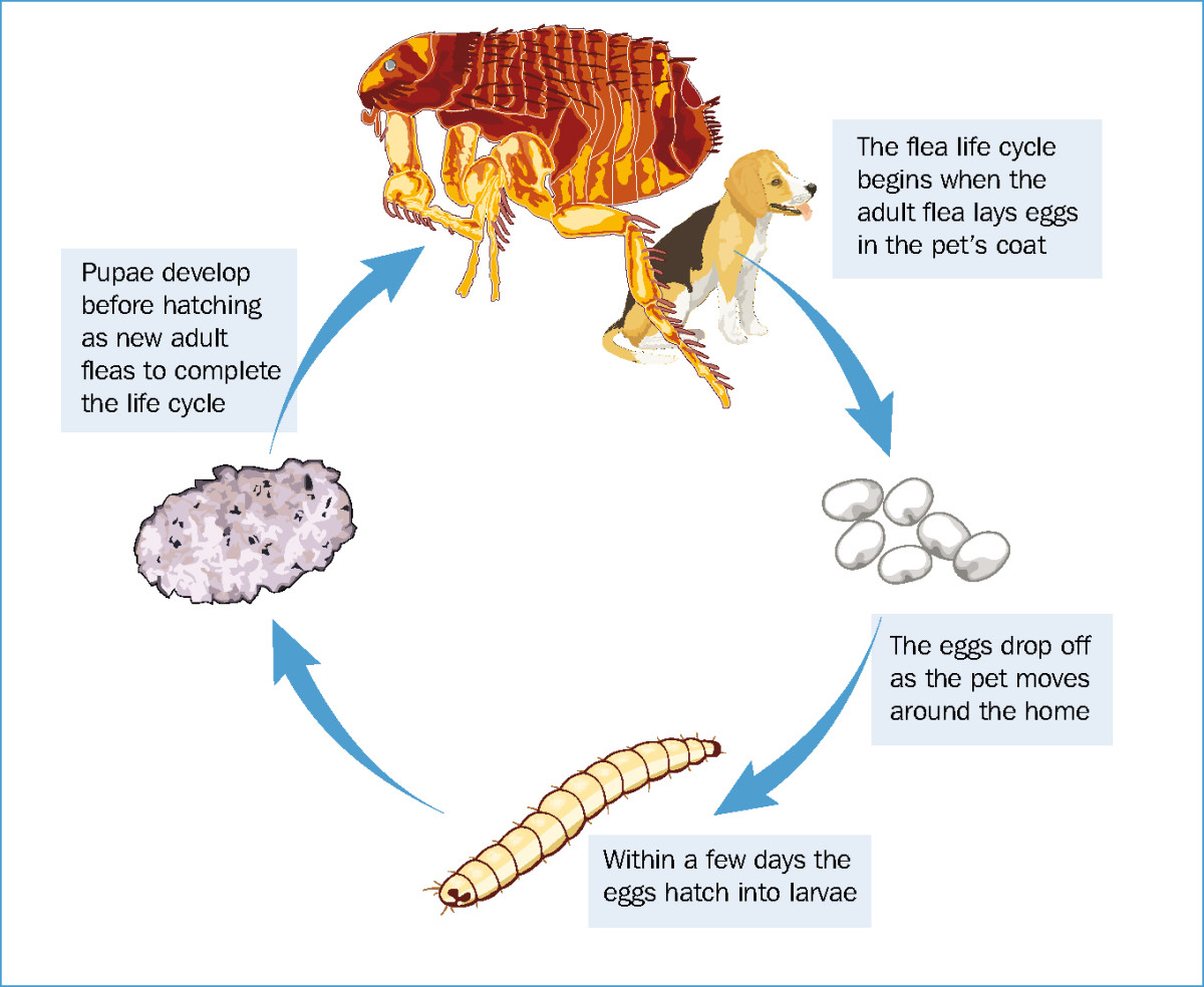 flea life-cycle