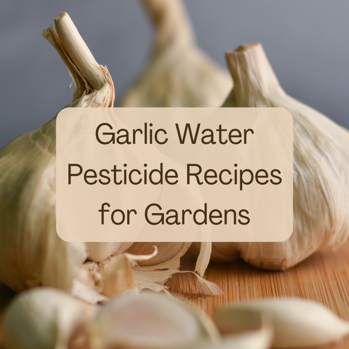 Learn how to make a natural, organic—and effective!—pest deterrent spray for your garden using garlic water.