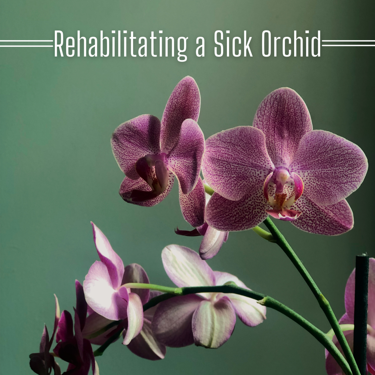 Rehabilitating a Sick Orchid Dengarden