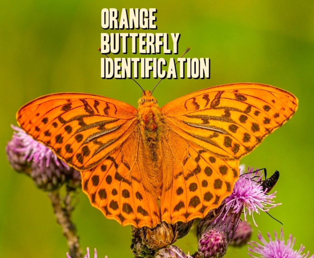 Orange Butterfly Identification Guide (With Photos)