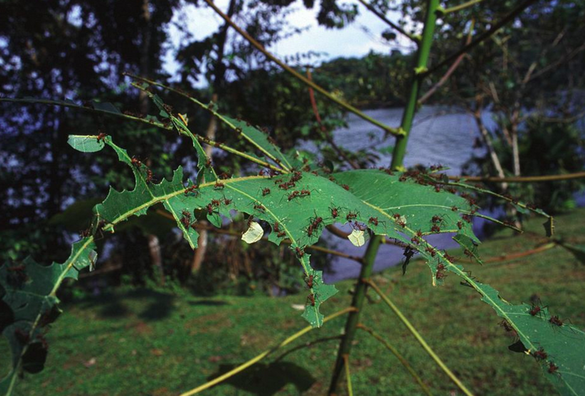 Leafcutter Ants and Leaf Damage