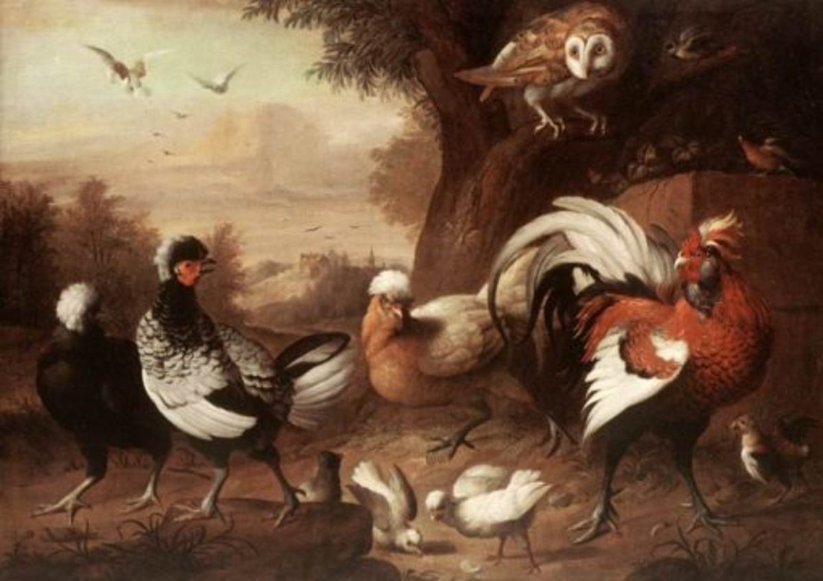 Fowls and Owl