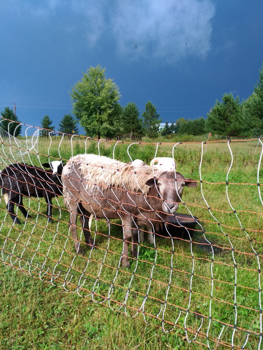 Rotational Grazing With Portable Electric Net Fences PetHelpful