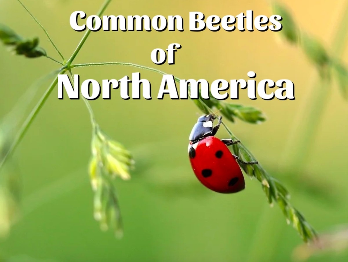 Beetle Identification: A Guide to Common Species (With Photos) - Owlcation