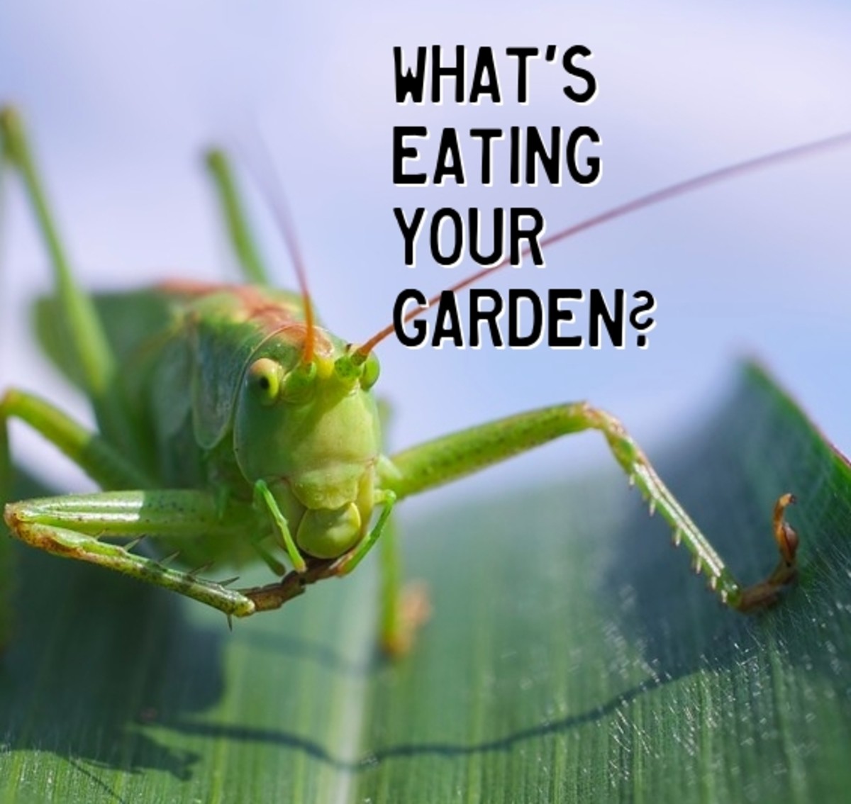 whats-eating-your-garden-leaves