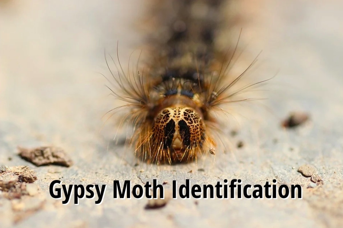 Gypsy Moth Caterpillar Identification Guide (With Photos) Owlcation