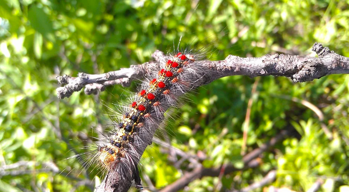 Full-grown spongy moth caterpillar showing red and blue bumps.