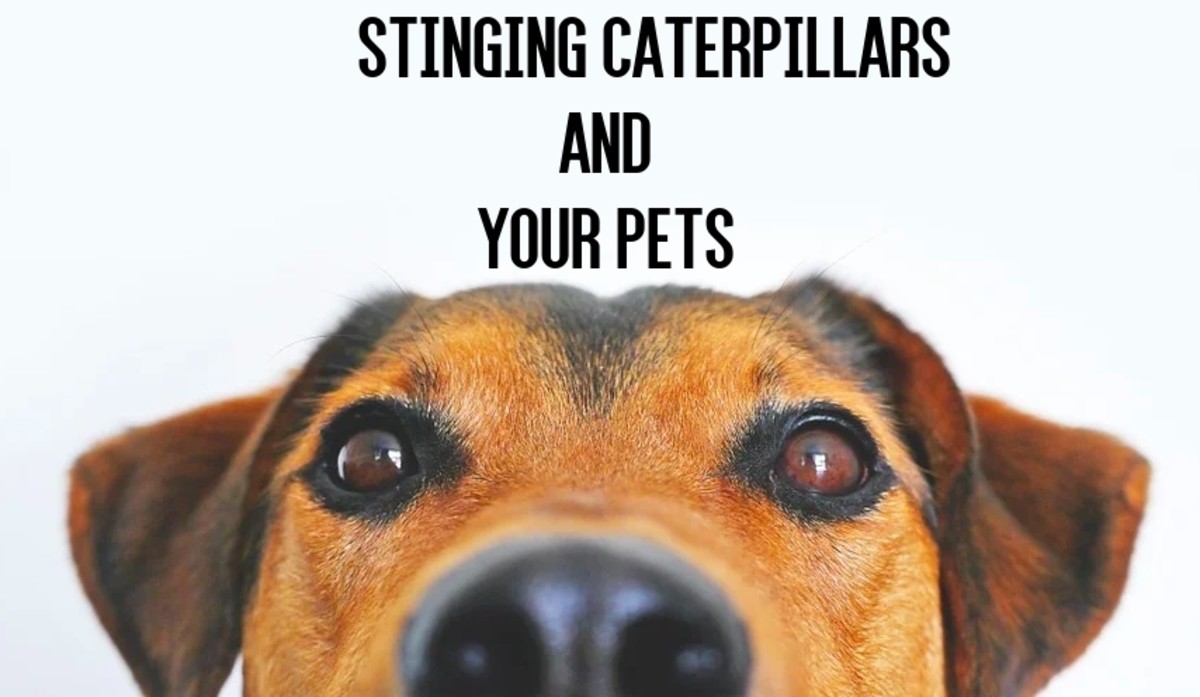 Stinging Caterpillars That Can Hurt Your Dog or Cat