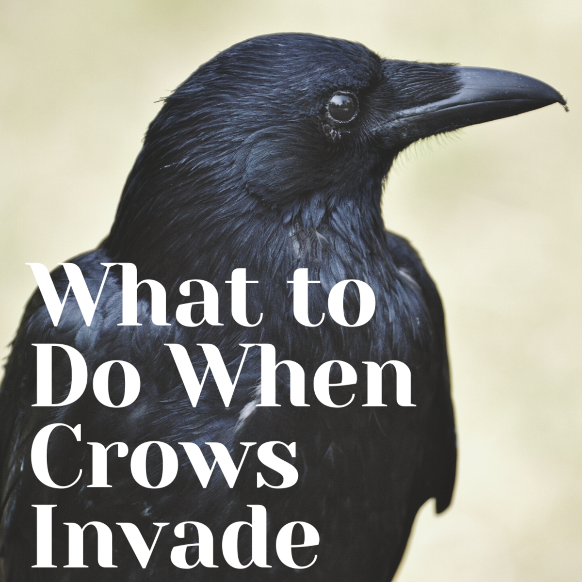 My methods for getting rid of crows in my backyard
