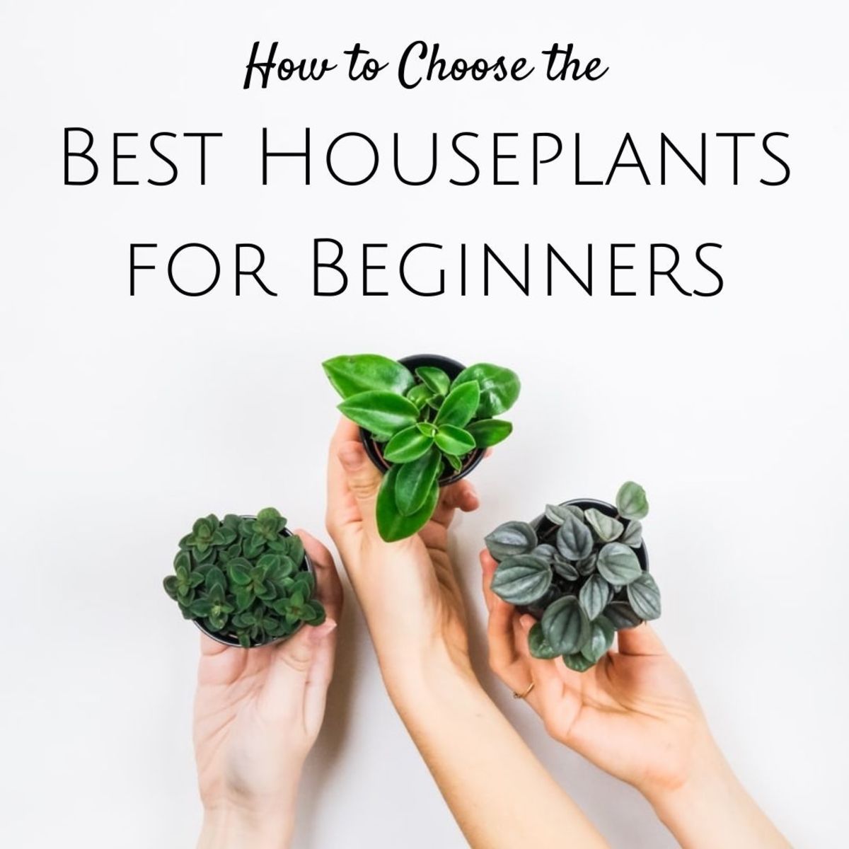 How to Choose the Best Houseplants for Beginners