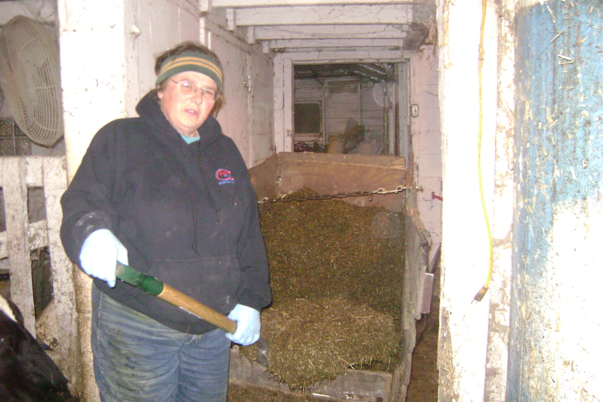 My sister Pat working inside her dairy barn