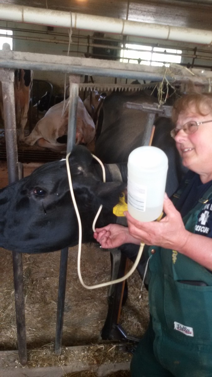 Doctor Pat on a call treating a cow