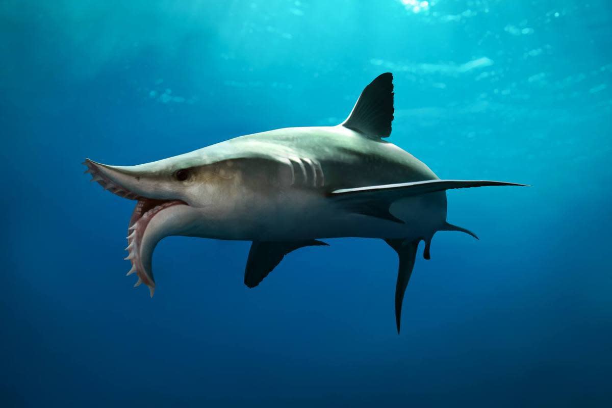10-bizarre-beasts-that-roamed-the-carboniferous-seas