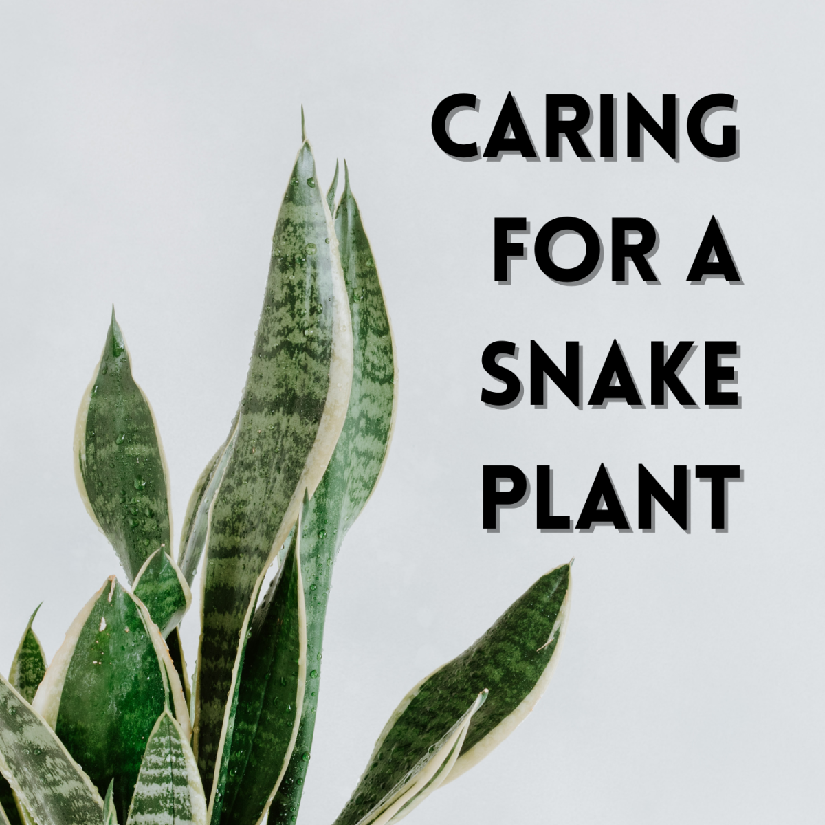 Caring for a snake plant.