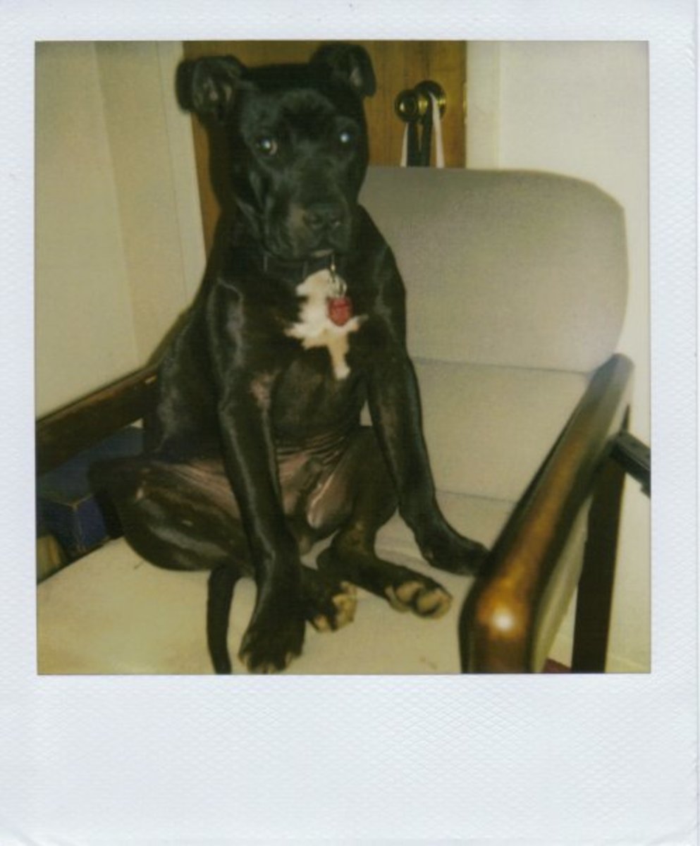 Eragon, American Pitt Bull Terrier, sitting in a chair. (deceased)
