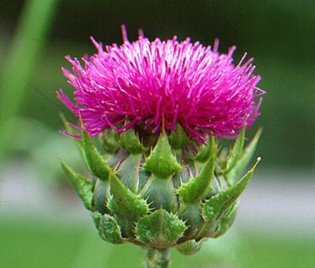 herbs-that-help-protect-strengthen-and-rebuild-the-liver