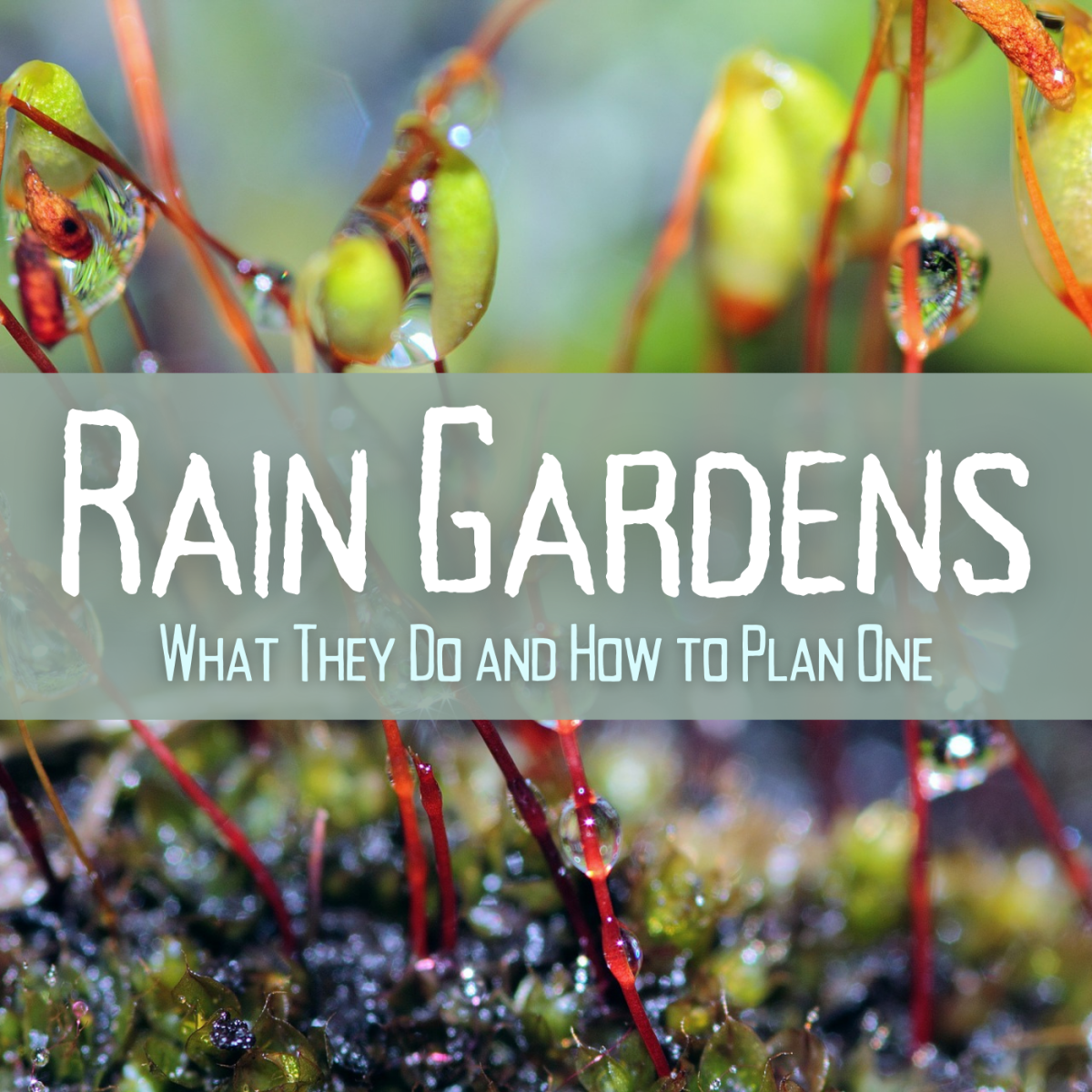 Good for the Earth: How to Make a Rain Garden