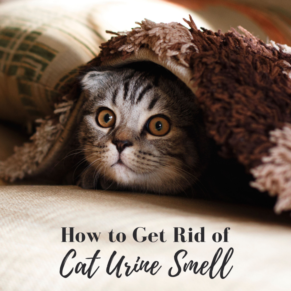 Lessons I Learned From Info About How To Eliminate Cat Urine Smell 