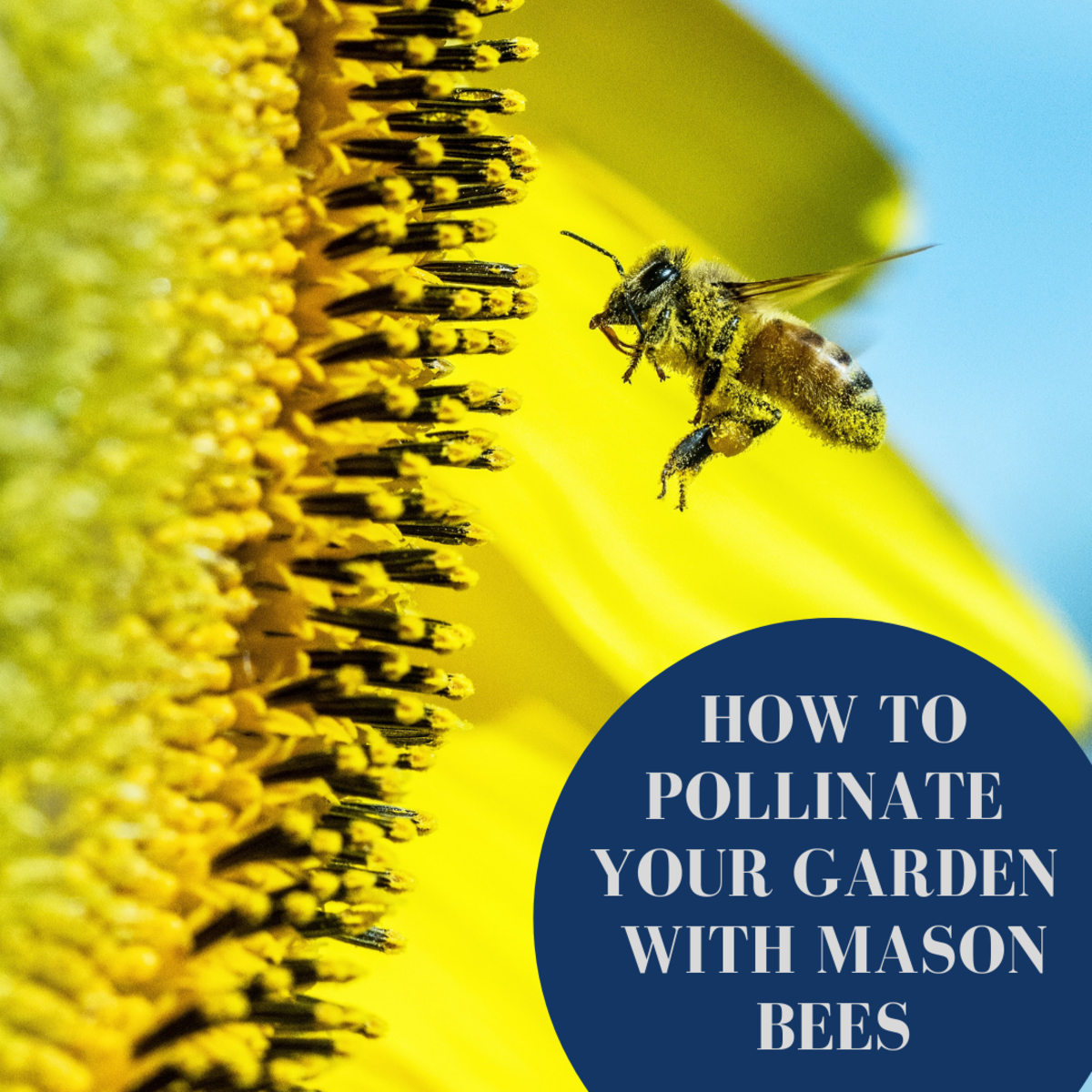 Pollinate Your Garden With Native (Mason) Bees