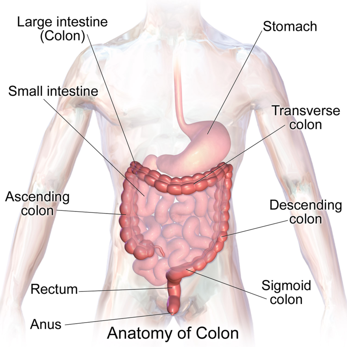 Anatomy of the large intestine (sometimes known as the colon)