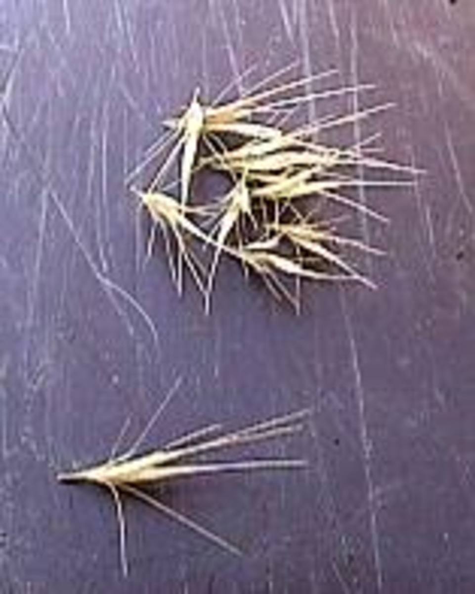 Close up of some weed seeds. Aka grass seeds, grass awns or fox tails.
