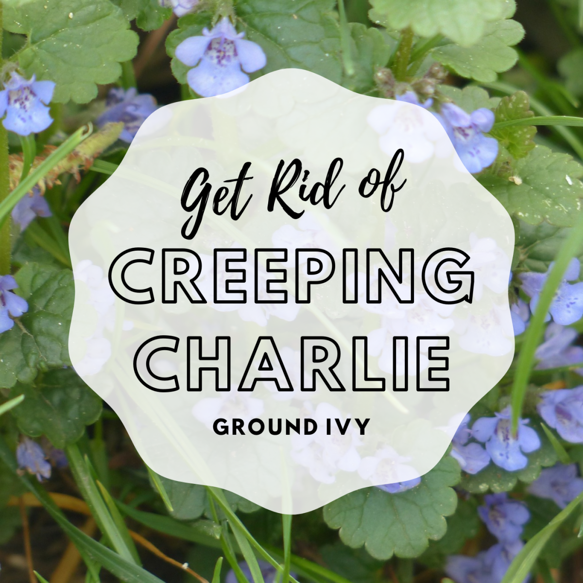 How to Get Rid of Creeping Charlie Ground Ivy