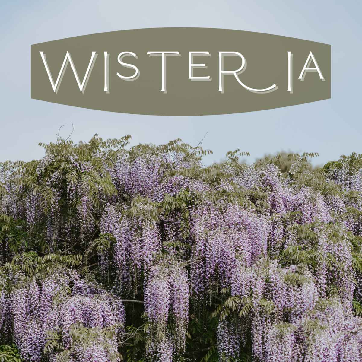 will wisteria suplant a tree it climbs
