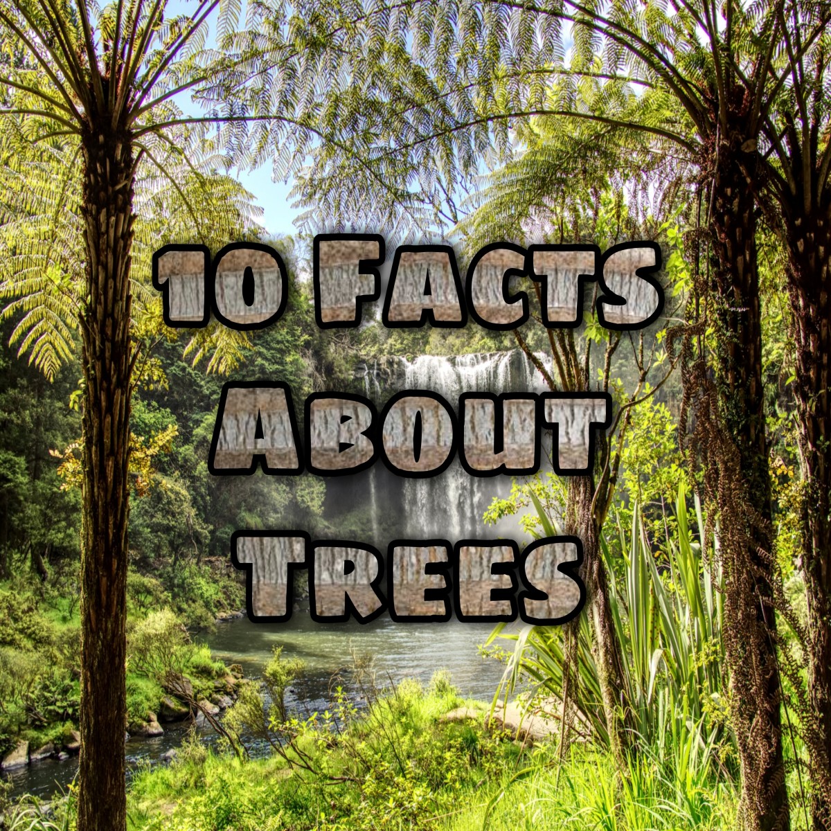 10 Fun Facts About Trees