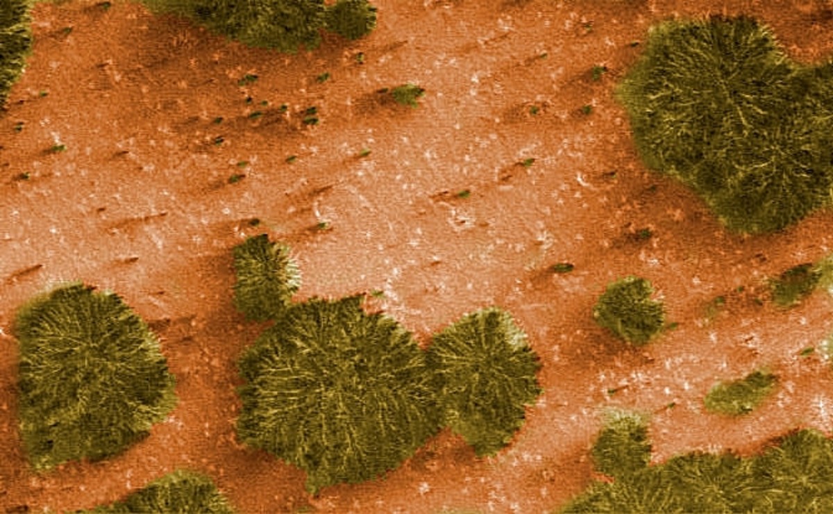 Mars Trees - Artificially coloured image from Mars Global Surveyor