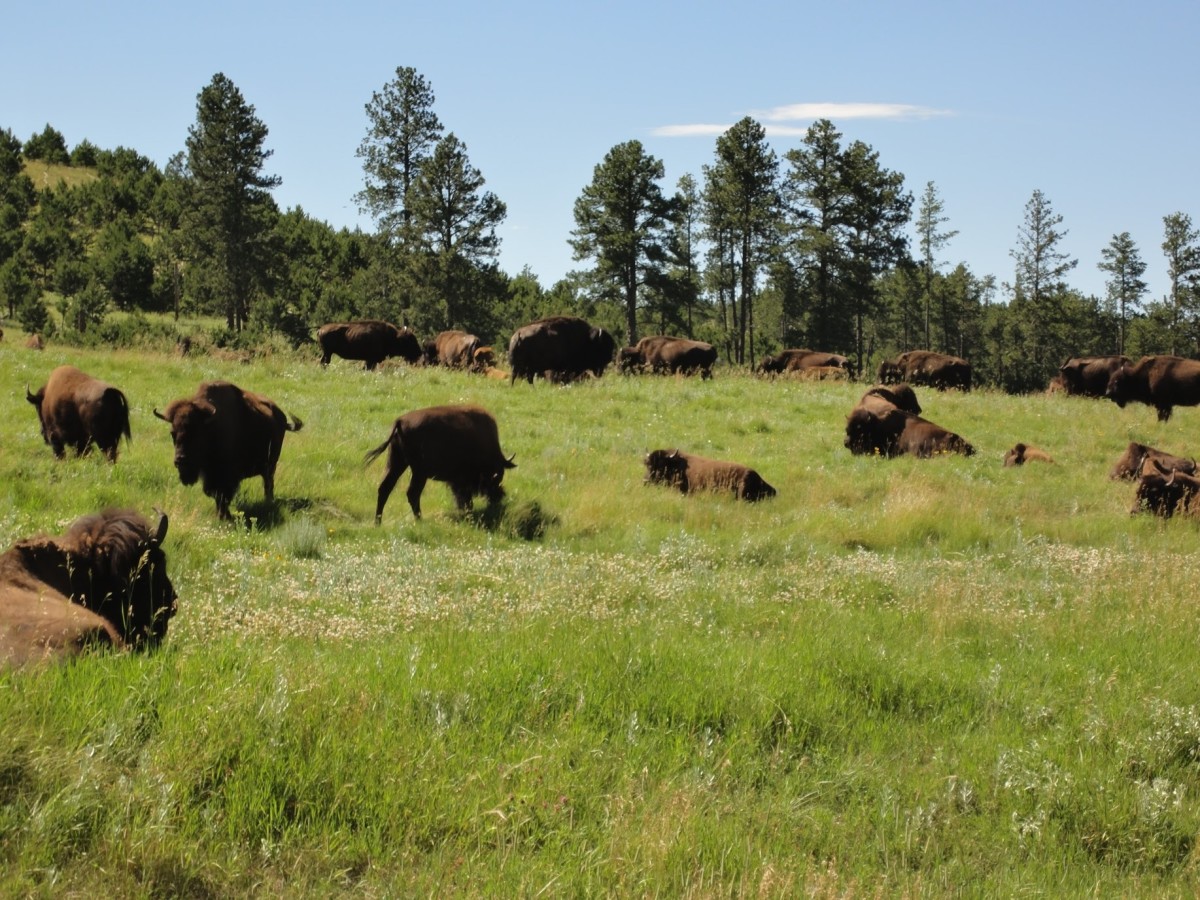 Bison in Custer State Park, South Dakota