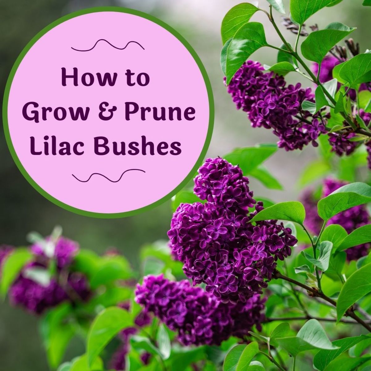 Lilac bushes are one of the easiest plants to grow in your garden, even if you have poor soil. 