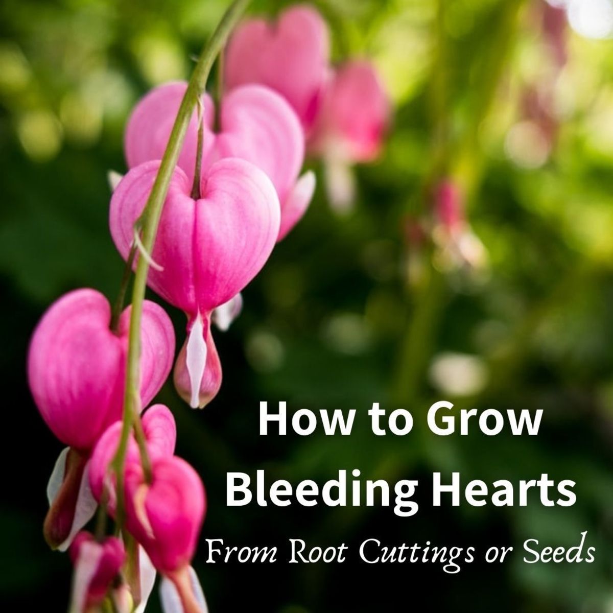How to Start Bleeding Hearts From Root Cuttings or Seeds