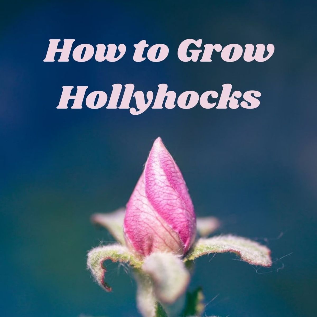 How to grow hollyhocks.
