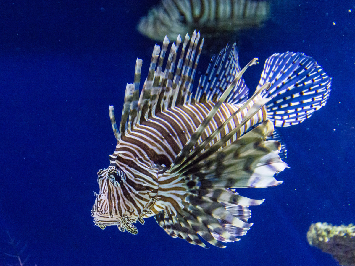 interesting-lionfish