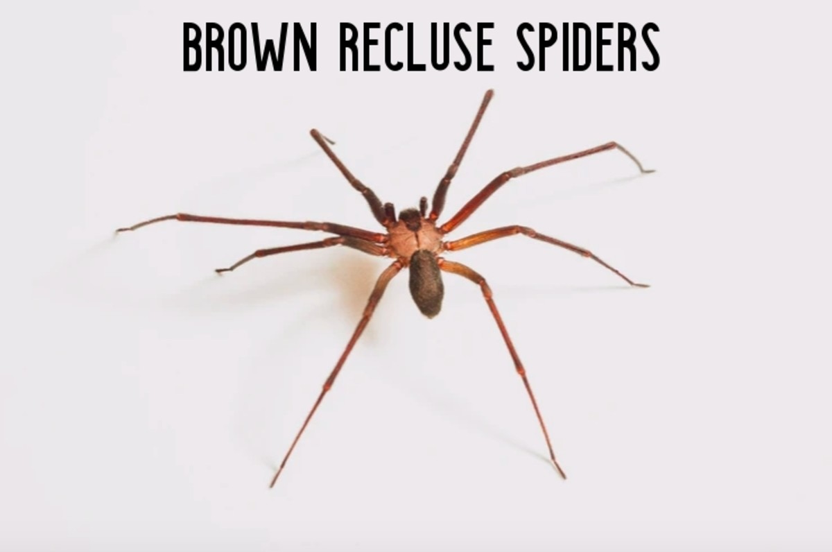 Brown Recluse Spider Identification and Control