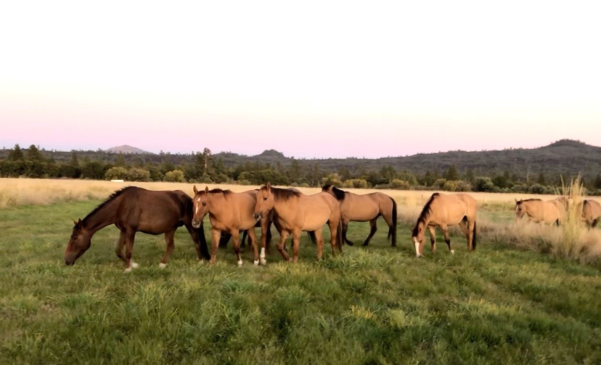 The Wind of Change for Wildhorses and Burros.