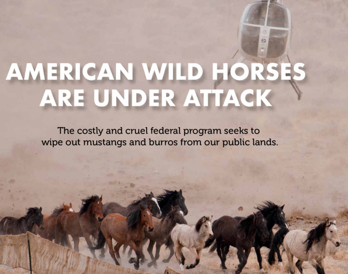 the-wind-of-change-for-wildhorses-and-burros