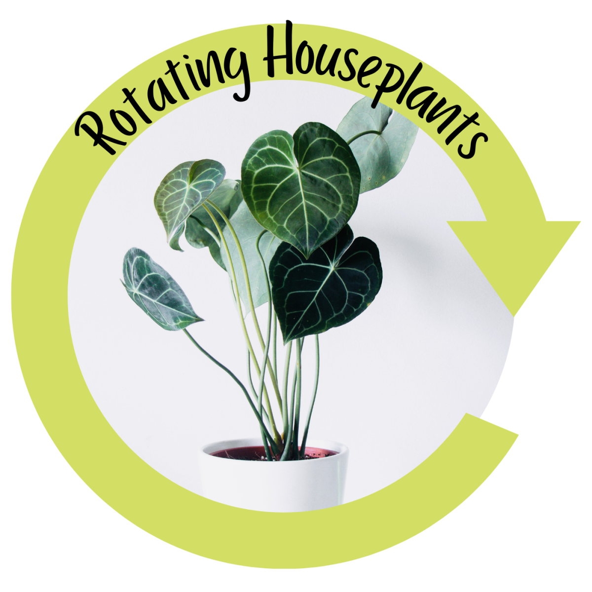 Rotating Houseplants Is Important but Often Overlooked Dengarden