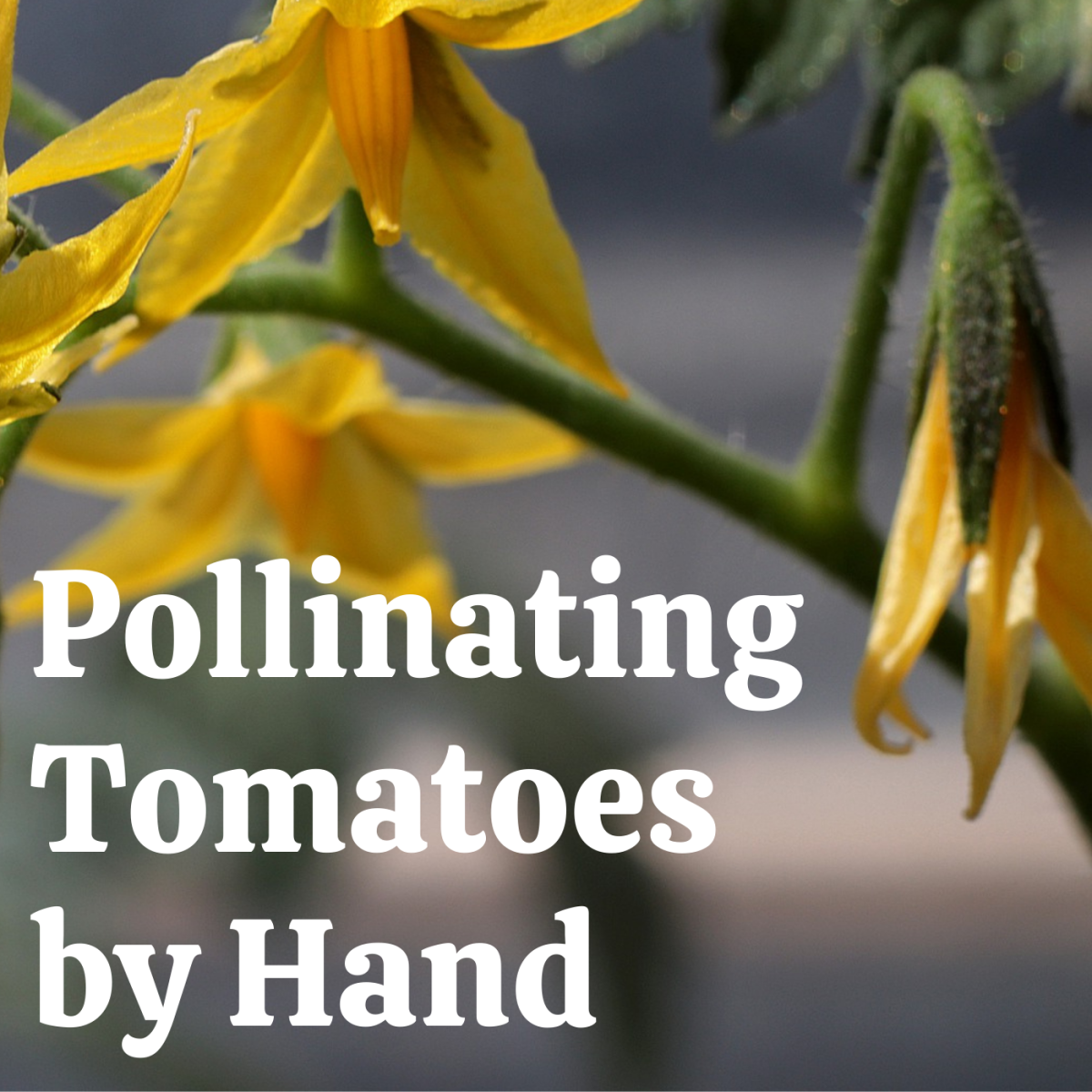 Learn how easy it is to hand-pollinate your tomato flowers with the help of an electric toothbrush.