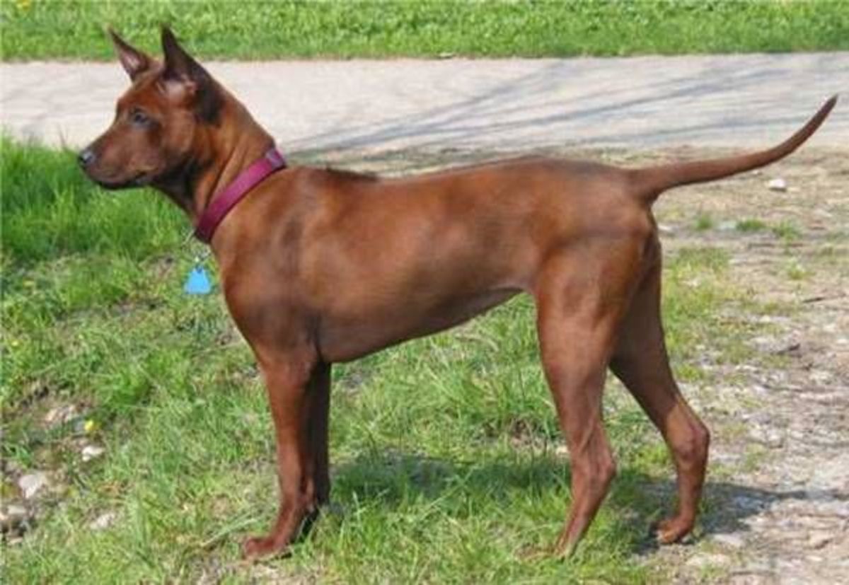 strongest-dog-breeds-that-originated-from-asia