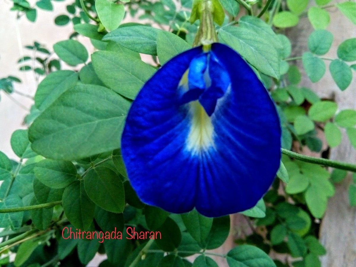 Asian Pigeon Wings (Aparajitha Flowers) Interesting Facts, Plantation