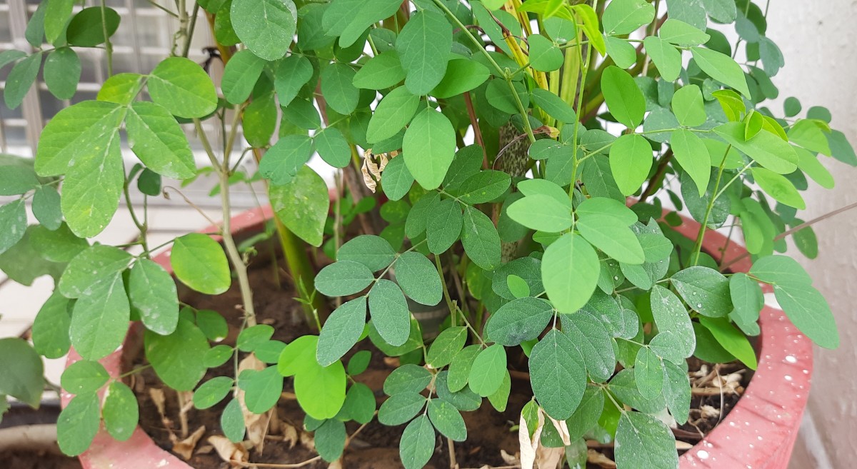 Aparajitha grown in pots through cuttings, from my garden 
